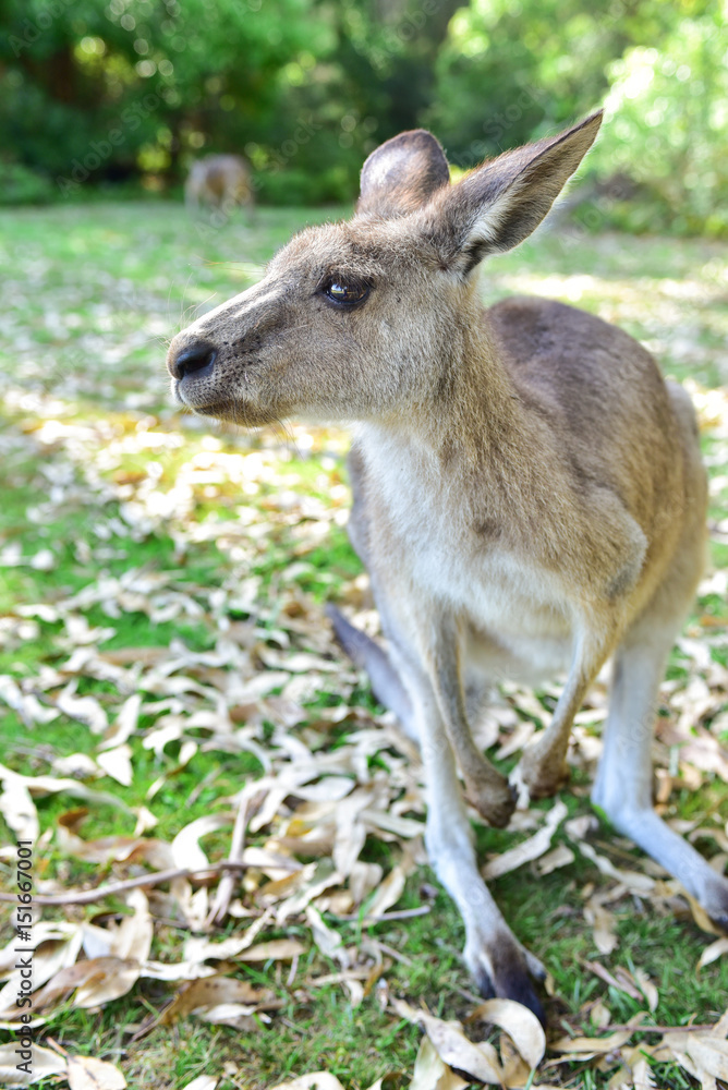 Fototapeta premium Kangarros in wild nature
