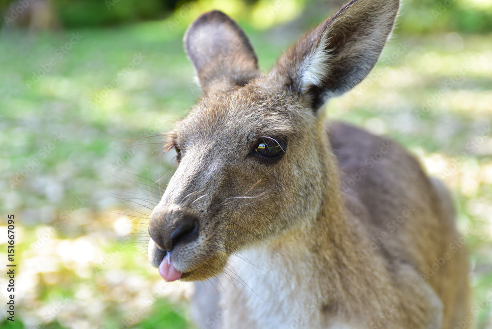 Kangarros in wild nature