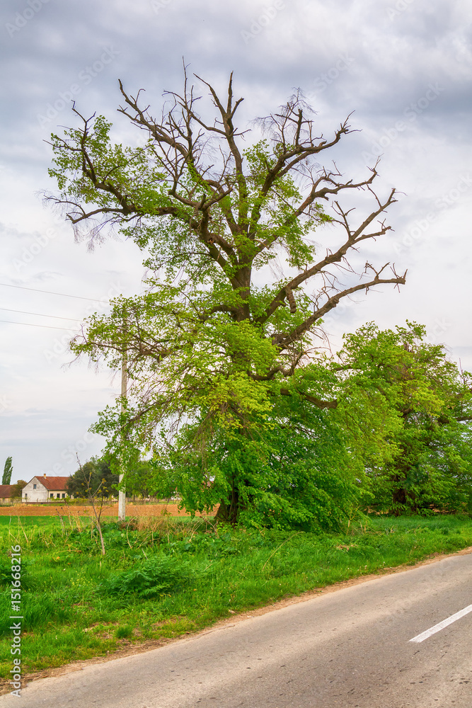 Naklejka premium Lonely tree on a field