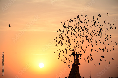 FLOCKING BEHAVIOR IN BIRDS photo