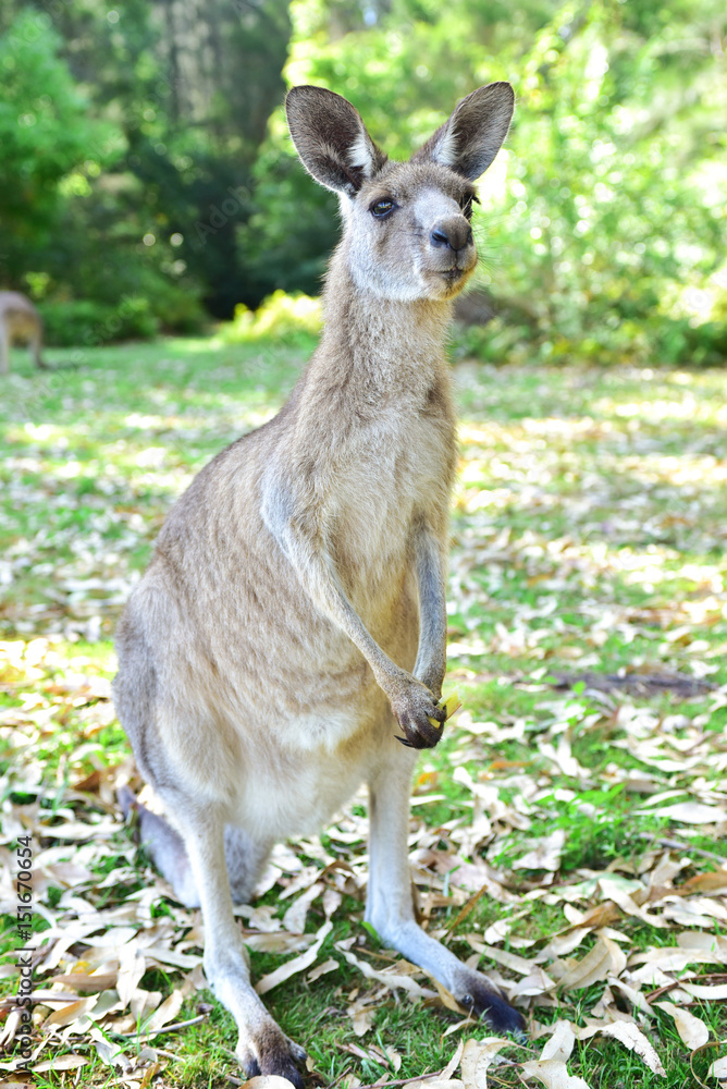 Fototapeta premium Kangarros in wild nature