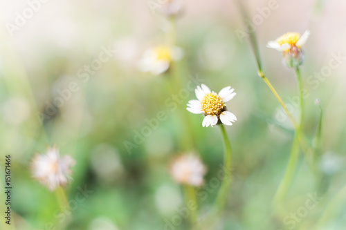 white flowers soft Petals