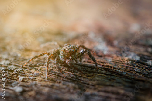 Macro Jumping spider vintage tone © samurai