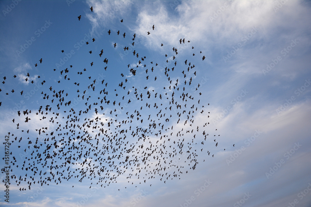 FLOCKING BEHAVIOR IN BIRDS