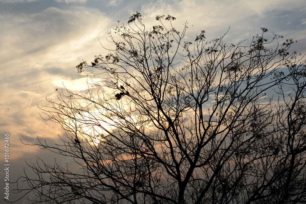 Obraz premium SUNSHINE EVENING