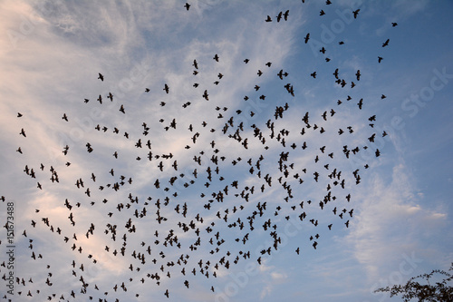 FLOCKING BEHAVIOR IN BIRDS photo