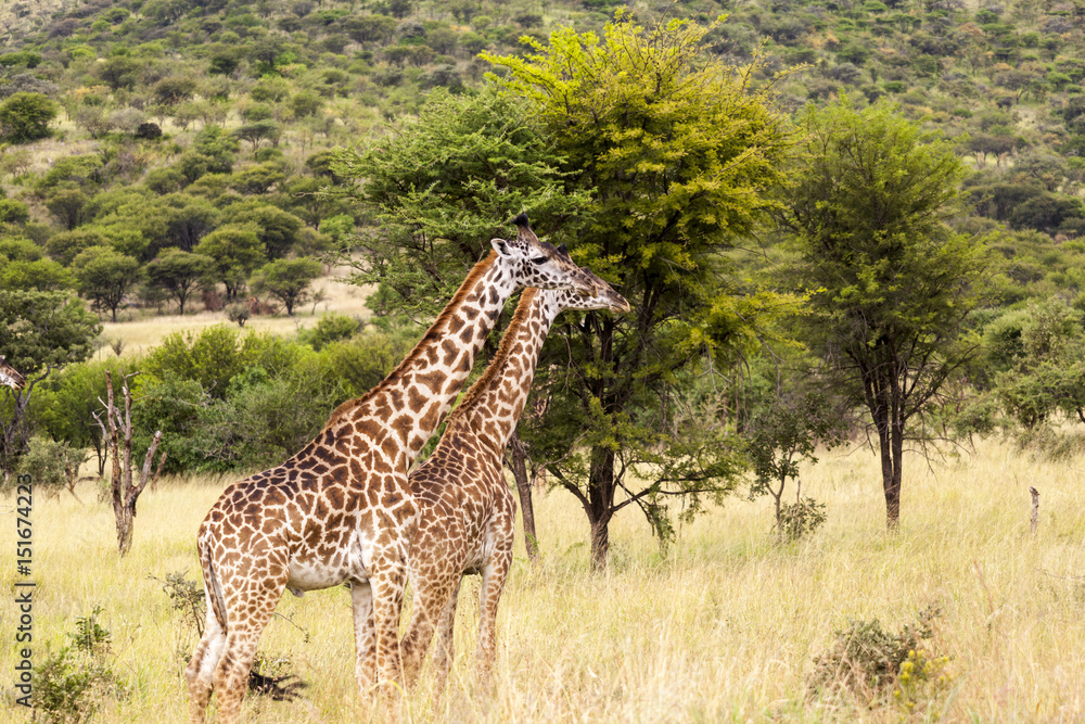 Obraz premium Giraffe in the Wild. Giraffes and other wildlife animals together affections in their grassland habit wilderness reserve terrain. 