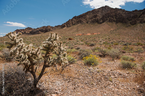 Desert near Valley of Fire State Park, Nevada