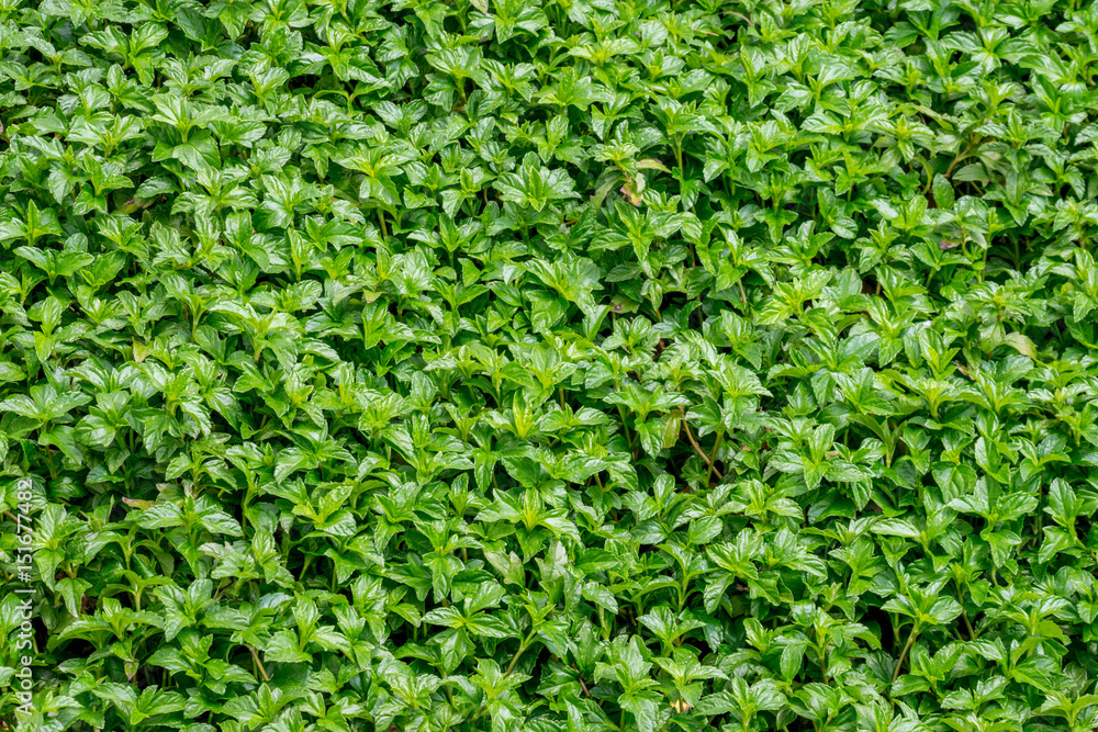 Green leaf background Green leaf background