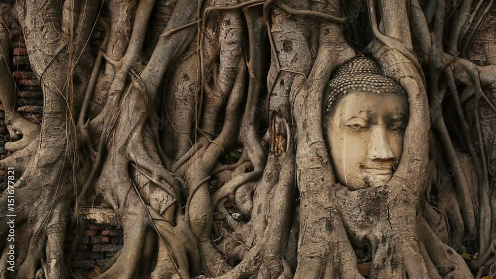 Buddha head in an ancient tree in Ayutthaya, Thailand