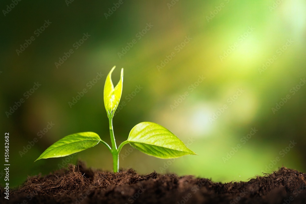 Obraz premium Growing sprout.