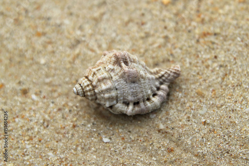 Travel to island Phi Phi, Thailand. Seashell on the sand beach.