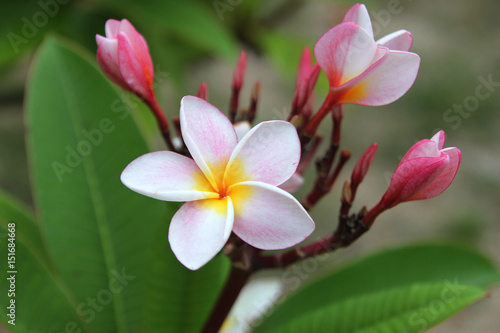 Travel to island Phi Phi  Thailand. White-yellow-pink  flowers of plumeria  frangipani   on the branch in the park.