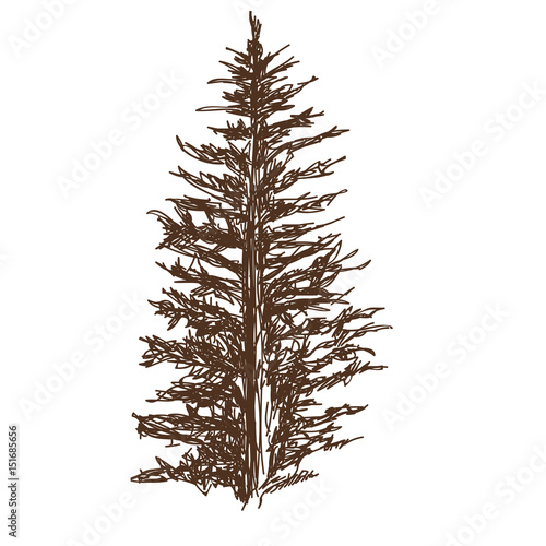 coniferous tree silhouette sketched line art isolated vector illustration