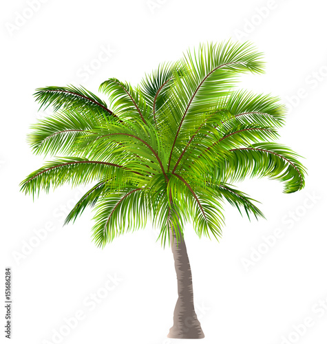 Realistic Palm Tree Isolated on White Background