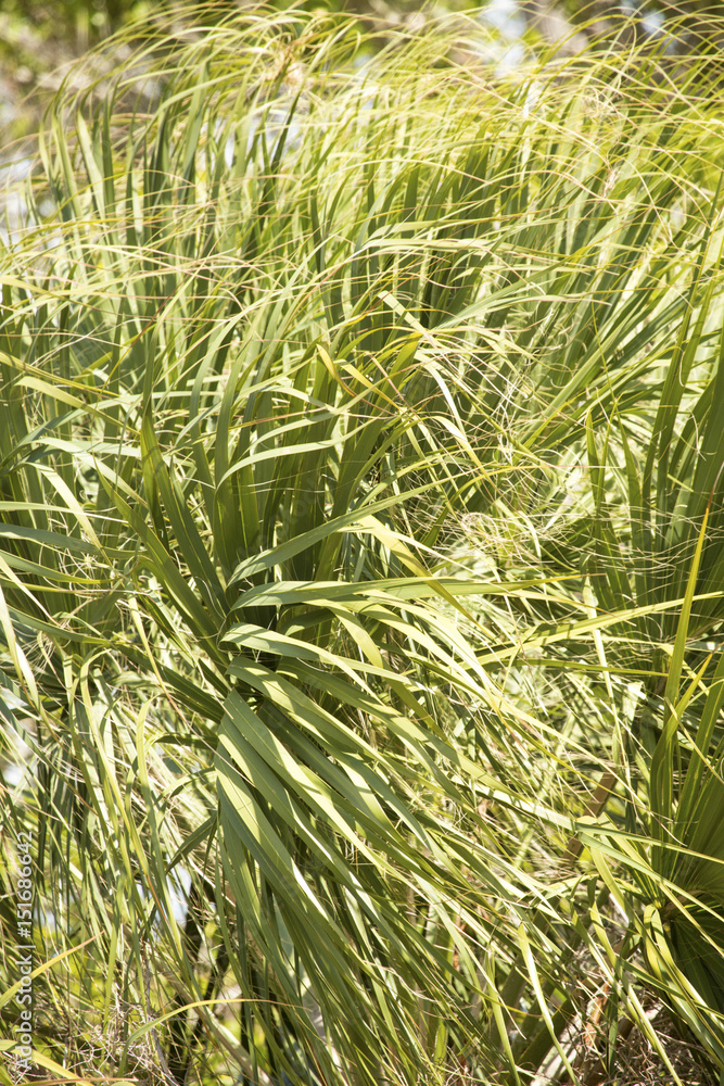 Palmetto leaves blowing sideways at Fort De Soto, Florida. Palmetto leaves blowing sideways at Fort De Soto, Florida.