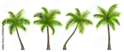 Set Realistic Palm Trees Isolated on White Background