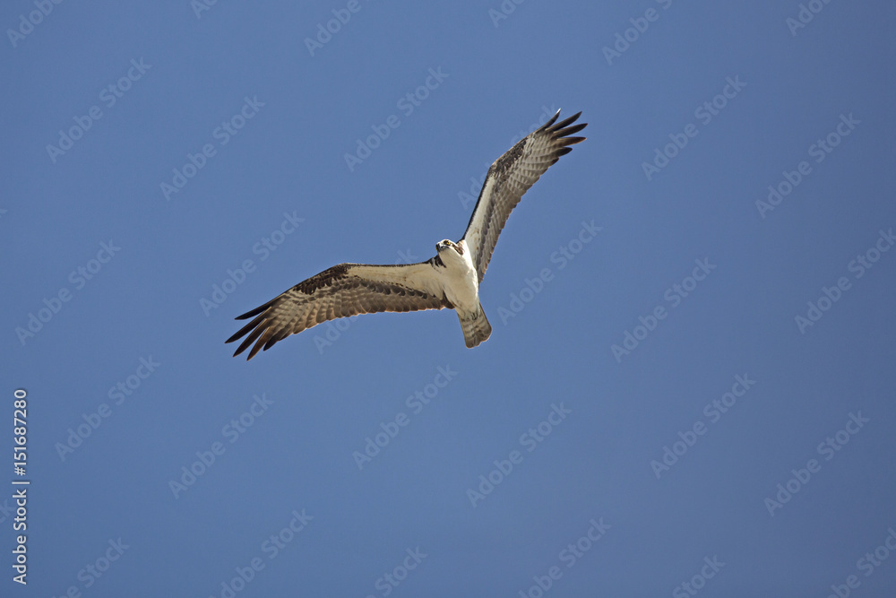 Osprey soaring over Fort De Soto Park, St. Petersburg, Florida. Osprey soaring over Fort De Soto Park, St. Petersburg, Florida.
