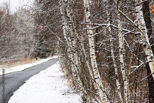 Wallpaper Mural Path into stand of river birches Torontodigital.ca