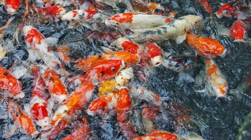 Koi fishes in pond