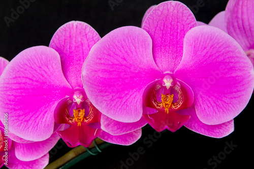 two pink orchids on a black background
