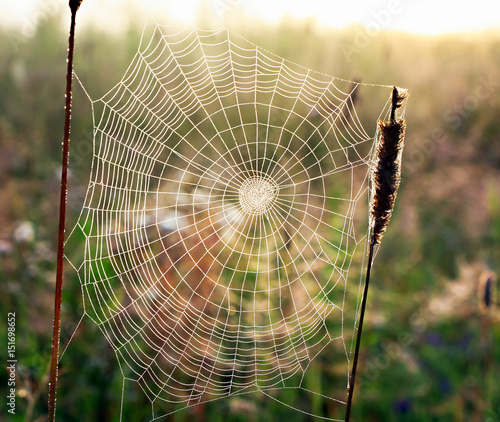 web weaved by a spider in form of a spiral on a summer meadow
