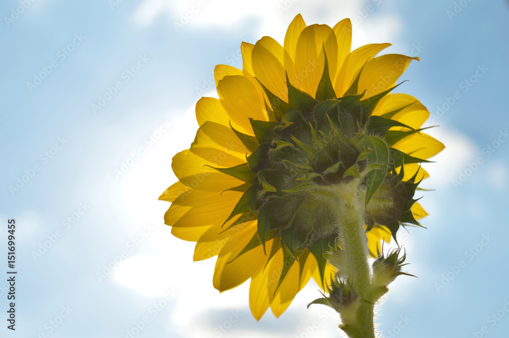 Obraz premium Sunflower turned towards the sun; looked from behind with the sky as background