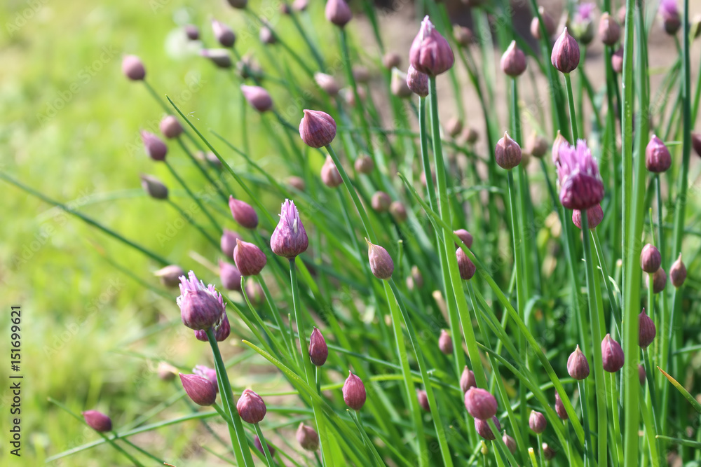 Purple chives blossoms in the spring garden       - obrazy, fototapety, plakaty 