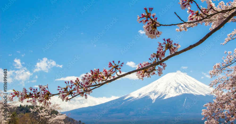 Mountain Fuji and Cherry Blossom in Japan Spring Season, Sakura season time Mountain Fuji and Cherry Blossom in Japan Spring Season, Sakura season time