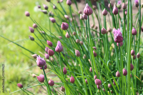 Purple chives blossoms in the spring garden      