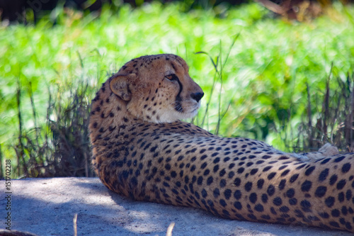 Cheetah photo