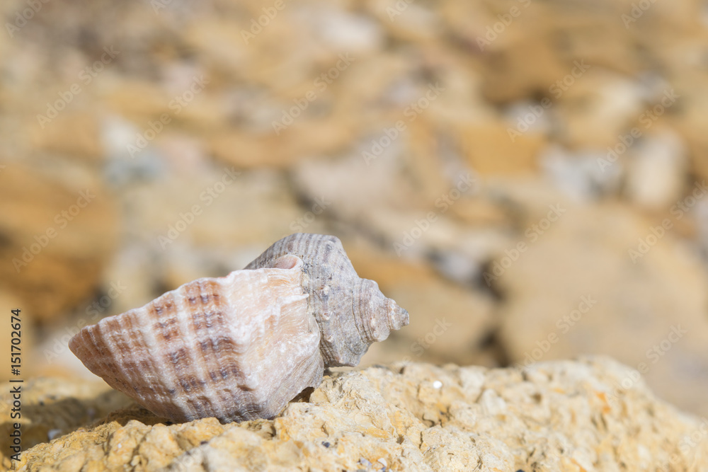 shell on the sunlit pebbles shell on the sunlit pebbles