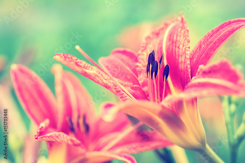 Orange lily flowers on green background