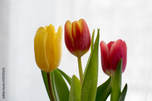 Closeup of the tulip