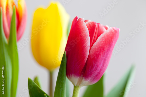 Closeup of the tulip