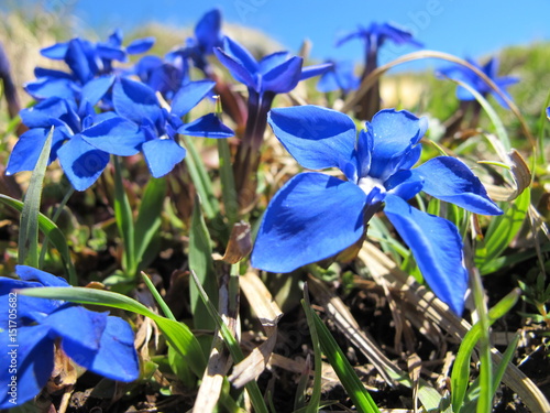 geschützte alpenblume photo