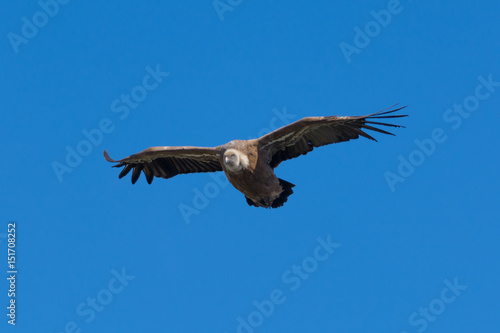 Griffon Vulture Flying Against a Blue Sky