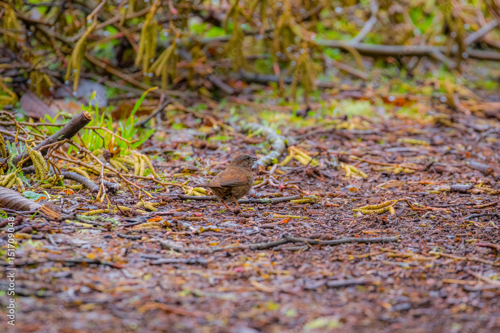 A small brown bird merges with the color of the leaves on the ground A small brown bird merges with the color of the leaves on the ground
