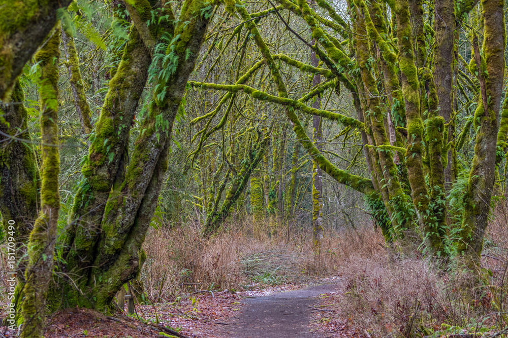 Fabulous autumn forest. Large trees were overgrown with green moss. Fabulous autumn forest. Large trees were overgrown with green moss.