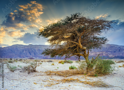 Lonely acacia tree in geological park Timna, Israel