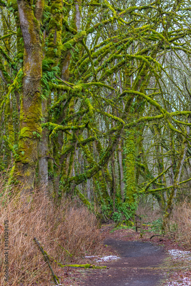 Fabulous autumn forest. Large trees were overgrown with green moss. Fabulous autumn forest. Large trees were overgrown with green moss.