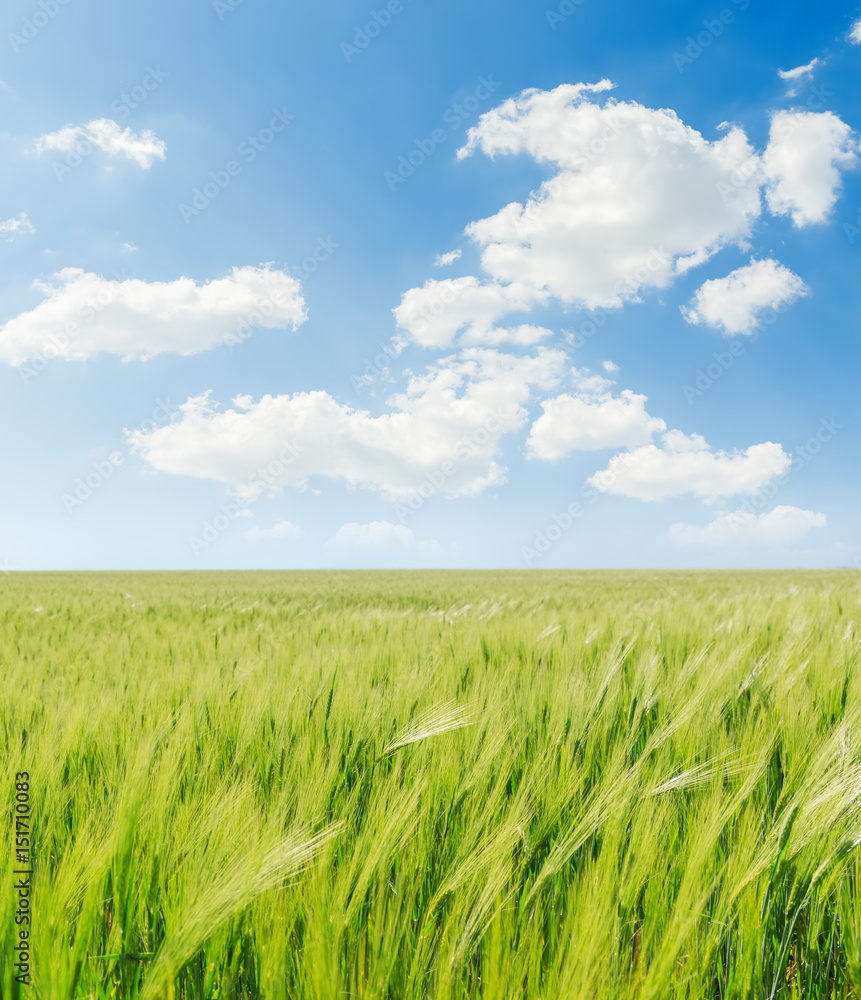 green agricultural field and white clouds in blue sky green agricultural field and white clouds in blue sky