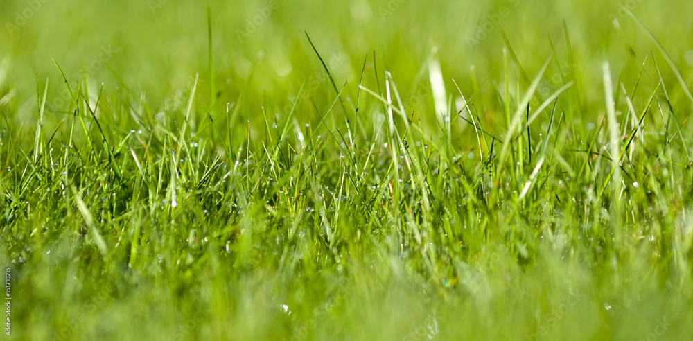 Obraz premium Water droplets on the lawn.