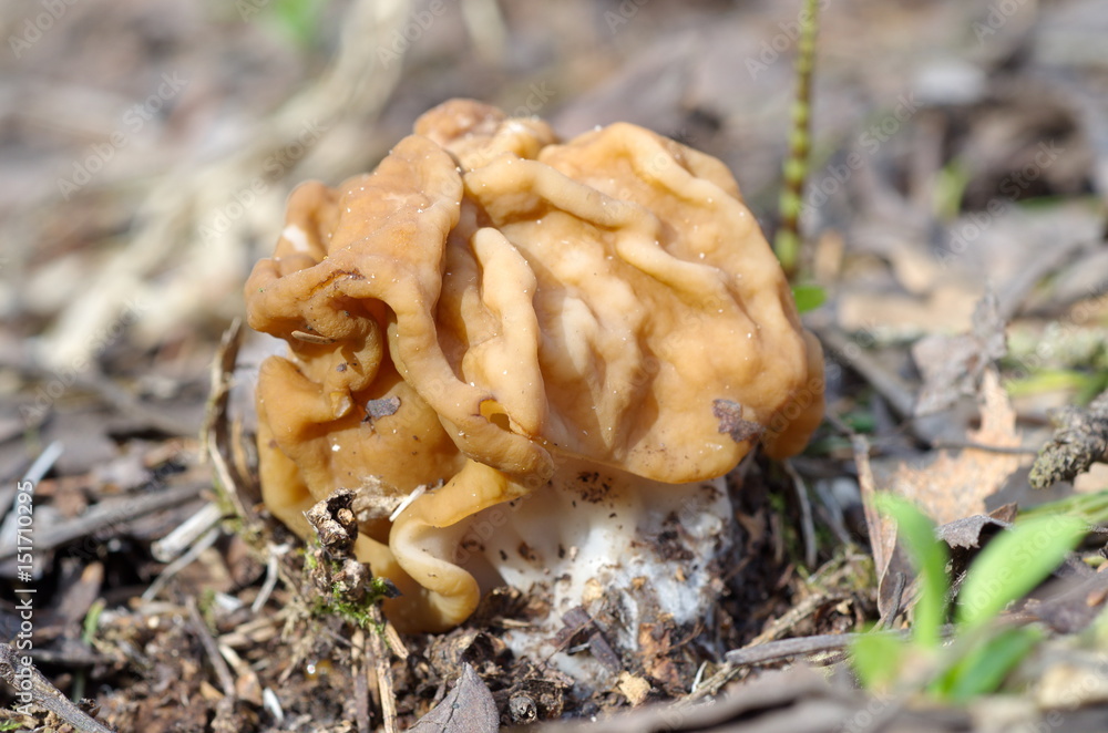 Gyromitra ordinary (lat. Gyromitra esculenta) in the forest Gyromitra ordinary (lat. Gyromitra esculenta) in the forest