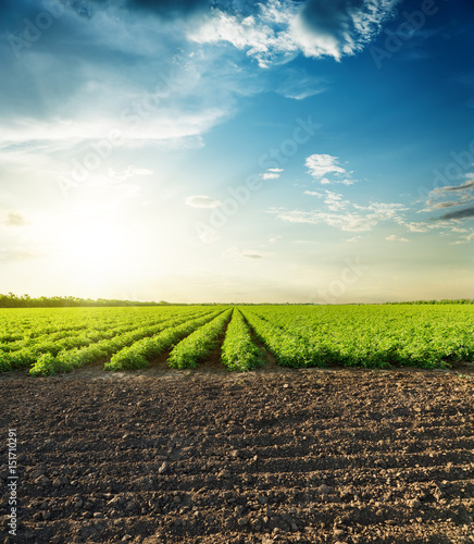 agricultural black and green fields and sunset in clouds