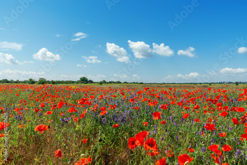 red poppies field and blue sky with clouds