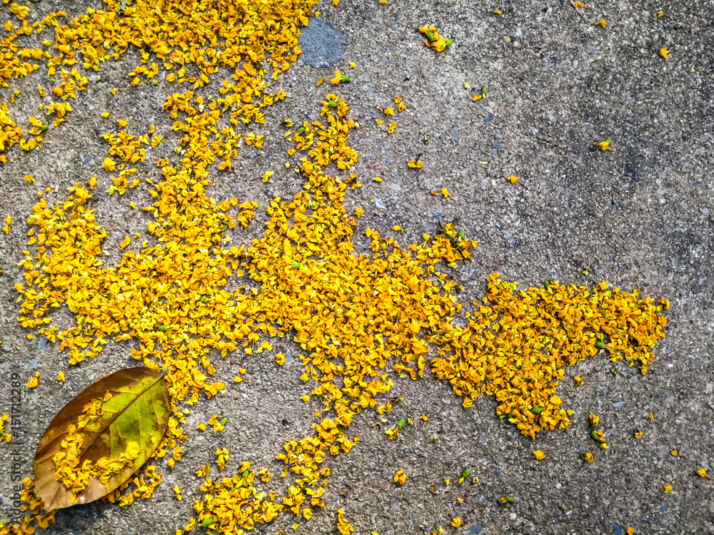 Abstract dry Burma Padauk flower on cement floor. Flowers fall season, space copy to fill text, source background to create graphic work.