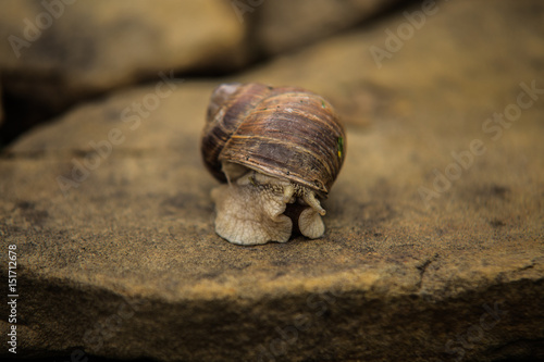 Snail crawling slow on rock.