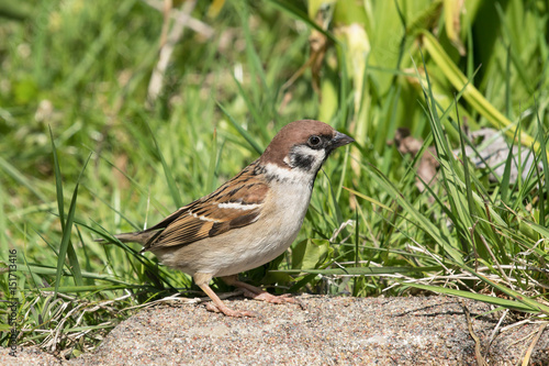 Side view of eurasian tree sparrow sitting on the ground with grass in the background