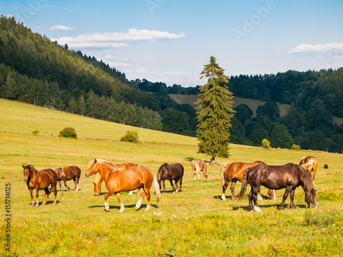 Herd of grazing horses on the pasture in sunny summer evening. Horse farm in the mountains.